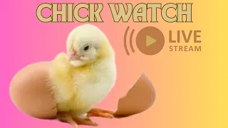 Live #3 Chick Watch: The Hatching #TractorSupply #hatching #chicks #hatchingdays #chickdays #live