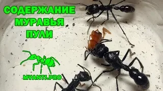 Overview and content of Paraponera clavata (Ant-Bullet)