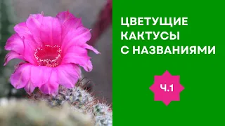 Такого обилия цветущих кактусов я еще не видел!  Экскурсия по израильскому питомнику, часть 1