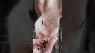 Белка ест орех у меня на ладони / A squirrel eats a nut in my palm