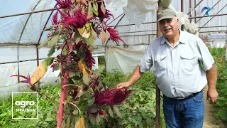 Marin Dumbravă, fermierul care tratează bolile legumelor cu macerate