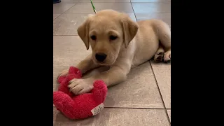 Puppies take flight thanks to private pilots