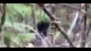 Possible BIGFOOT ON VIDEO Tree Peeking! Clackamas Sasquatch