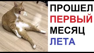 Лютые приколы. Первый месяц лета профукан