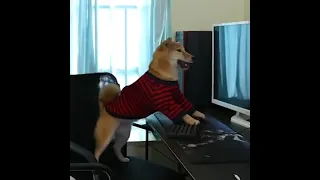 Dog playing game on computer 😂😂😂😂😂