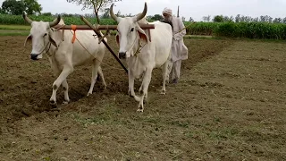 Ploughing field using bulls or Ox or animal