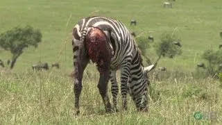 Zebras: Nature's Ultimate Prey - Horrifying Planet - Ep. 1