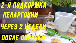 2 я подкормка  пеларгонии через 2 недели  после обрезки...