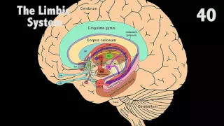 The Limbic System in 60 seconds