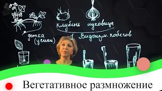 Вегетативное размножение. 7 класс.