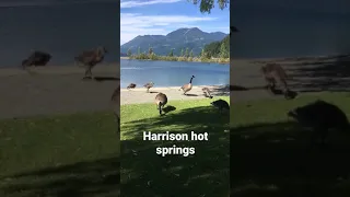 Harrison hot springs # Vancouver day trip #explore BC