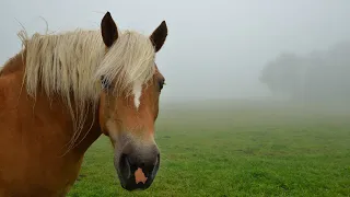 Spievanky - Ide furman dolinou