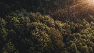 The Forest | Cinematic Drone Footage