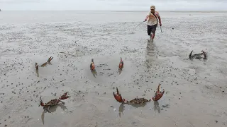 Catching Many Huge Mud Crabs at The Sea after Water Low Tide