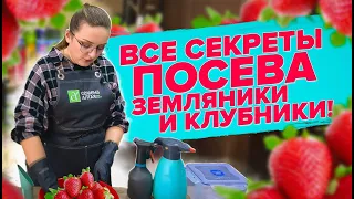 ЗЕМЛЯНИКА ИЗ СЕМЯН - ЭТО ПРОСТО! Как вырастить клубнику из семян