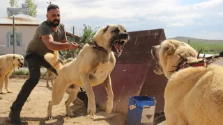 6 Dog Breeds that could Defeat KANGAL !