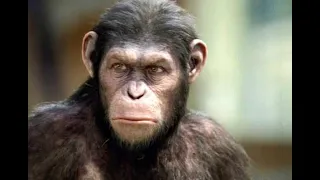 Planet of the Apes dubbed Memes #youtubeshorts #funnyvideo #funnydubbing #comedy