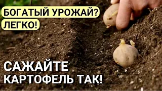 Большой урожай КАРТОФЕЛЯ! Что положить в лунку при посадке картофеля? Как сажать картофель.