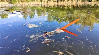 LARGE CRUCIAN CARP ON THE FLOAT WITH BAGS!!! Fishing on the river in spring