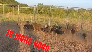 15 wild hogs in the trap and your Sunday morning wild hog market report with Muddyfeet