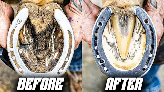 Full Horse Hoof Restoration in 4K ( SATISFYING ASMR)