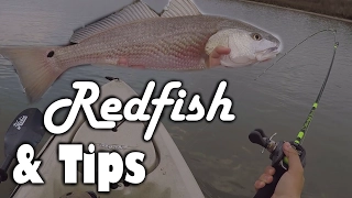 LOW Tide Redfish & Tips!