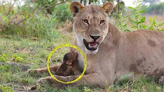 Когда этот детеныш бабуина попал в лапы Льва, камера зафиксировала невероятное поведение кошки...