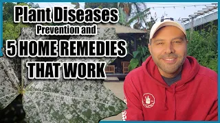 Plant Diseases - Prevention and 5 HOME REMEDIES that WORK!