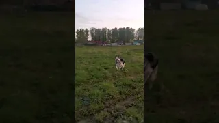 Что Сказать У Меня Есть Собака🐶🥰😍 #вео #собака #dog