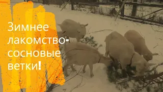 Наши козы зимой (ноябрь 2021г)