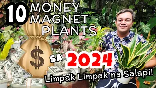 10 PLANTS THAT CAN STRONGLY ATTRACT MONEY IN 2024 |YAYAMAN SA MGA HALAMANG ITO!