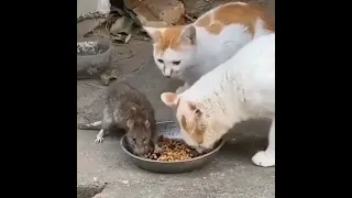 fare kediyle beraber yemek yiyor