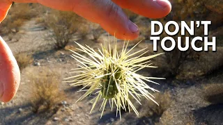 Jumping Cholla: When Cacti Attack