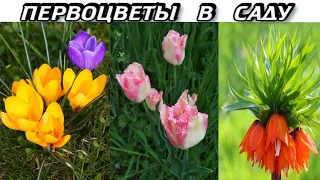 Первые Весенние Цветы - Весенние Первоцветы в Саду