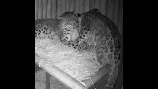 Winter Snow Leopard Snuggle Goals❄️