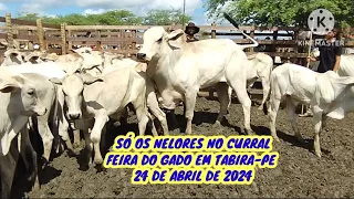 Preço dos Nelores no Curral / Feira do Gado em Tabira-PE dia 24/04/2024