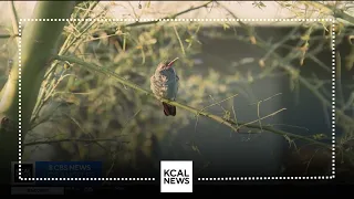 Birdwatchers flood Glendora neighborhood for glimpse at rare hummingbird