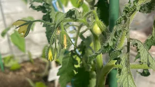 Высадка томатов,  завязываются первые томатики. 19.05.2024 года.
