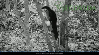 What do you think is at the end? Jaguar or Ocelot? Wildlife camera at Finca EcoVida Oct/Nov 2020