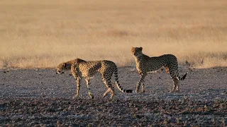 INCREDIBLE SIGHTING!!! - Cheetah family in Piper Pan - Botswana