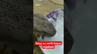 Salyanda ilana su verib başını sığalladı