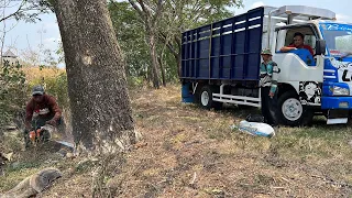 Fast and accurate... Cut down 3 trembesi trees on the edge of the rice fields.