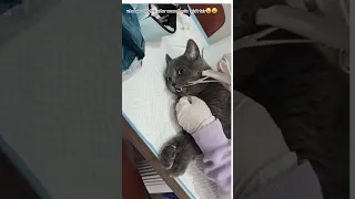 Cat reaction  after anaesthesia.🤪🤪