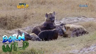 Born to be Wild: The life of Hyenas