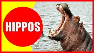 HIPPO VIDEOS FOR KIDS - Facts about Hippopotamuses for Children, Preschoolers and Kindergarten