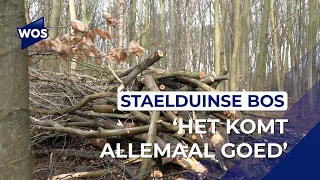 Werkzaamheden in Staelduinse bos