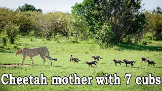 Cheetah Mother with 7 Cubs