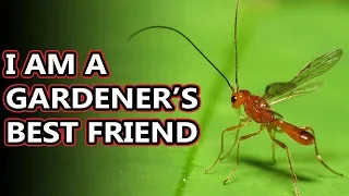 Parasitic Wasp facts: they're everywhere! | Animal Fact Files