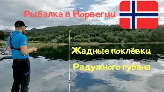 Рыбалка в Норвегии с берега!Ловля Радужного Губана. Креветка снова выручает!