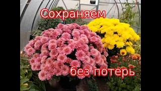 Как сохранить хризантему мультифлора без потерь